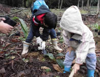 山野草植え付け